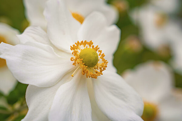 Weiße Blüten mit gelbem Zentrum in einer grünen Umgebung, Blumeninsel Mainau...