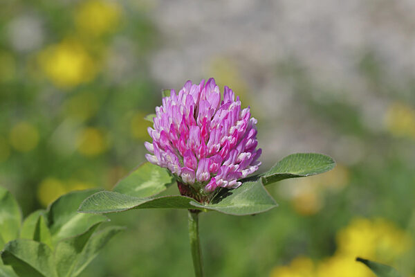 Wiesenklee, Rotklee (Trifolium pratense), Blüte auf einer Wiese, Heilkräuter...