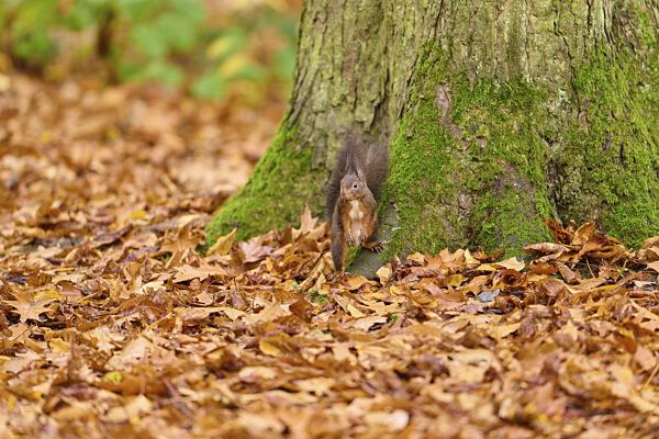 Ein Eichhörnchen steht am Fuß eines mit Moos bedeckten Baumes im Herbstwald...