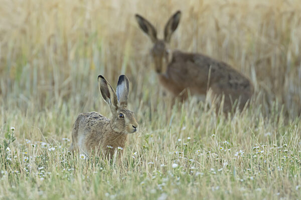 Europäischer Feldhase (Lepus europaeus) ausgewachsenes Tier auf einem...