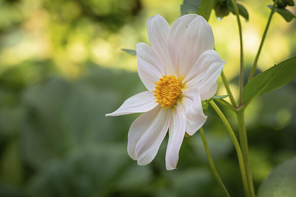Weiße Dahlie (Dahlia) mit gelbem Kern vor unscharfem...