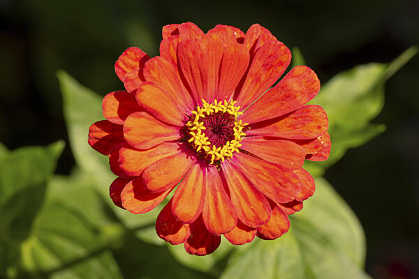 Rote Zinnie (Zinnia elegans) mit leuchtenden Blütenblättern im Sonnenlicht...