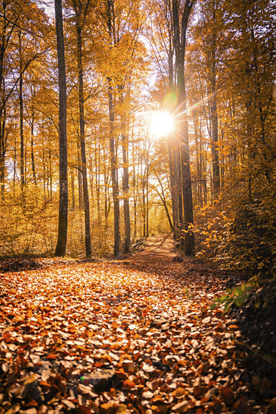 Herbstwald mit goldenen Blättern und Sonnenlicht, das durch die Bäume fällt...