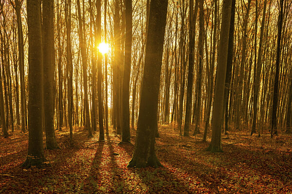 Ein herbstlicher Buchenwald mit goldenem Sonnenlicht durch die Bäume und...