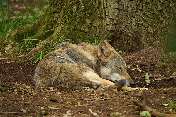 Ein Wolf schläft angelehnt an einen Baum auf der Erde im Wald...
