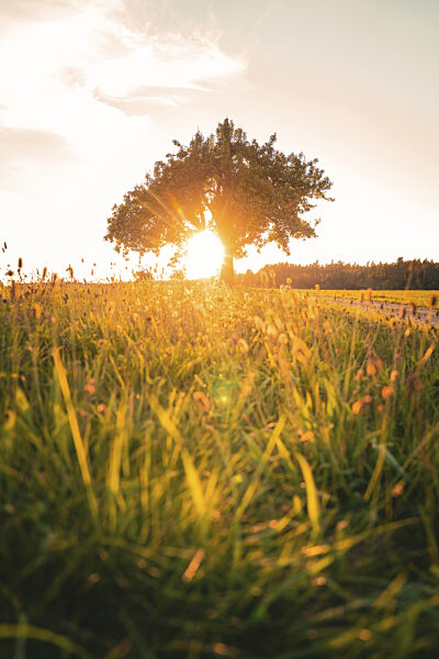 Ein Baum auf einer Wiese im Sonnenuntergang mit harmonischer Atmosphäre...