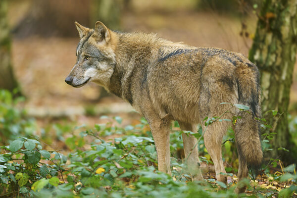 Wolf steht im Laubwald mit herbstlichen Farben und Pflanzen...