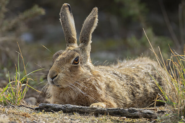 Ausgewachsenes Tier des Feldhasen (Lepus europaeus), ruht, England...
