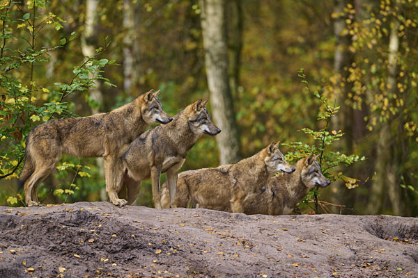 Vier Wölfe stehen im herbstlichen Wald aufmerksam in eine Richtung schauend...