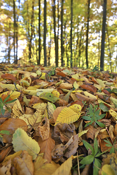 Mit buntem Laub bedeckter Waldboden in einem herbstlichen Buchenwald, Herbst...