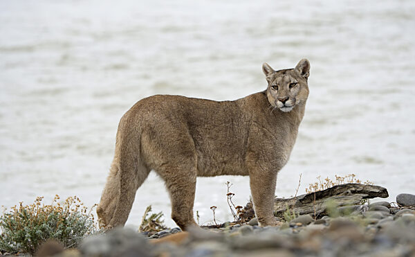 Puma (Puma concolor), Torres del Paine Nationalpark, Chile, Südamerika