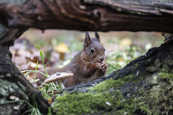 Eichhörnchen (Sciurus vulgaris), Emsland, Niedersachsen, Deutschland