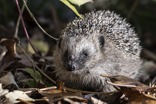 Europäischer Igel (Erinaceus europaeus), Emsland, Niedersachsen, Deutschland