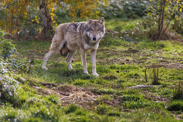 Wolf (Canis lupus), Deutschland