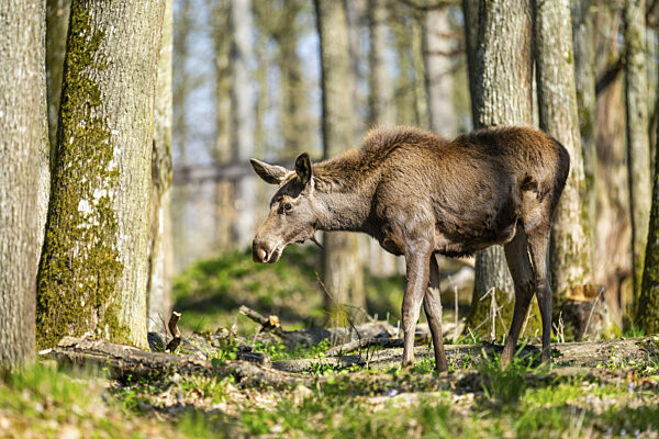 Eurasischer Elch (Alces alces) in einem Wald im Frühsommer...