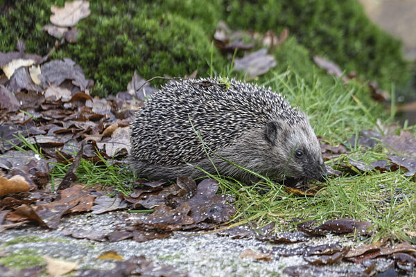Europäischer Igel (Erinaceus europaeus), Emsland, Niedersachsen, Deutschland