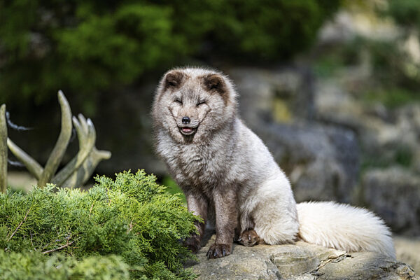 Polarfuchs (Vulpes lagopus) sitzt auf einem Felsen, Bayern, Deutschland