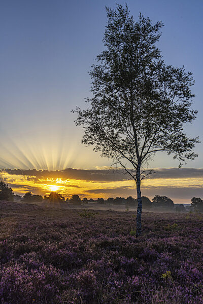 Sonnenaufgang in der Lüneburger Heide, Undeloh, Nidesersachsen, Deutschland