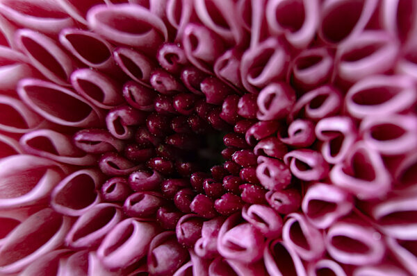Makrobild einer leuchtend rosa Chrysantheme mit faszinierendem geschichteten...