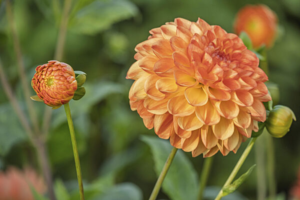 Dahlie (Dahlia), Nordrhein-Westfalen, Deutschland