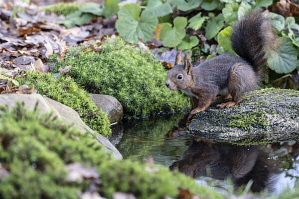 Eichhörnchen (Sciurus vulgaris), Emsland, Niedersachsen, Deutschland