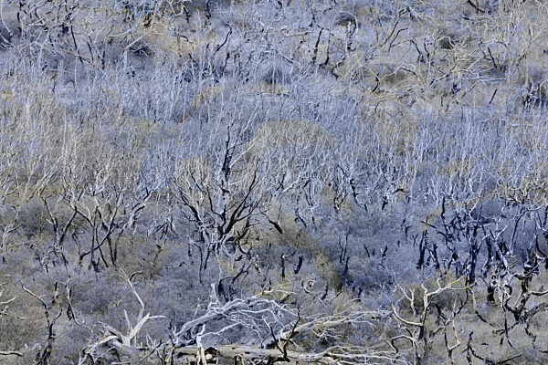 Eine abstrakte Ansicht eines dichten Waldes mit einem monochromen...
