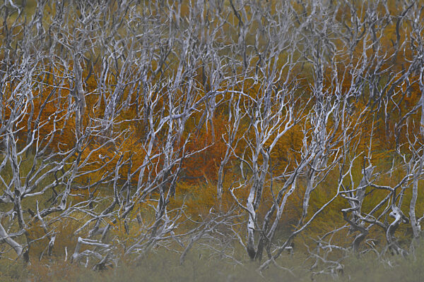 Dichtes Dickicht aus kahlen Bäumen, durchsetzt mit Herbstlaub, Patagonien, Chile