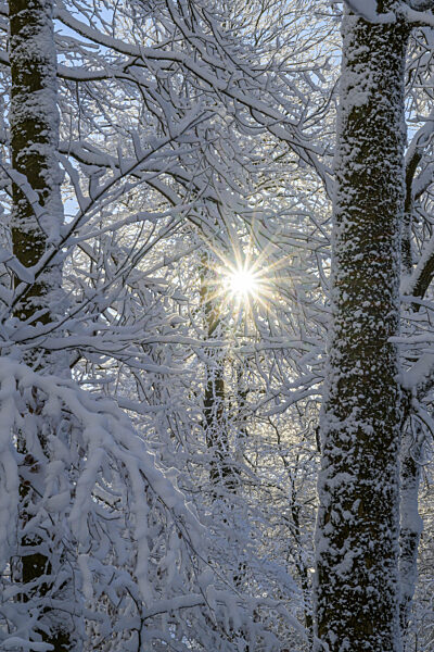 Verschneiter Wald mit Sonnenstrahlen, die zwischen den Bäumen durchscheinen...