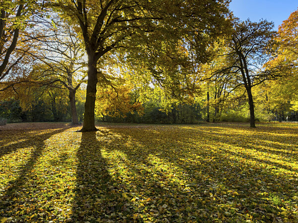 Sonne scheint durch herbstlich bunte Bäume, Englischer Garten, München...