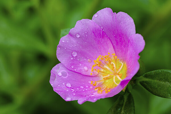 Nahaufnahme einer rosa Portulaca Blüte, aufgenommen nach einem Regentag