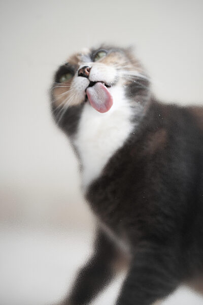 Hauskatze mit ausgestreckter Zunge