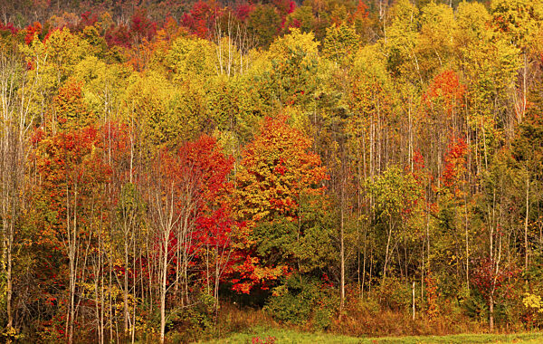 Ein dichter Wald mit leuchtenden Herbstblättern in Gelb und Rottönen in...