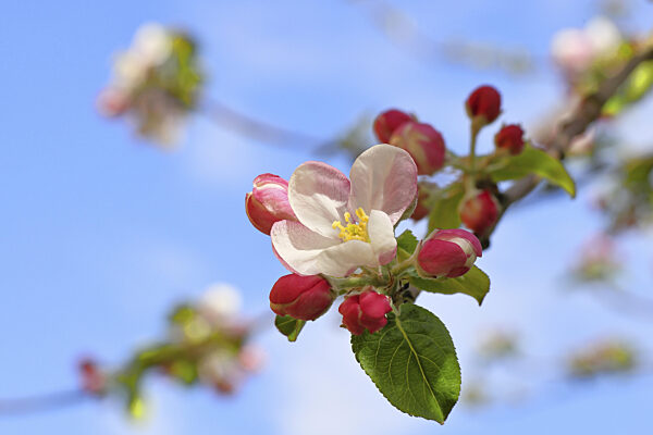 Apfelblüten (Malus), weiße Blüten mit blauem Himmel im Hintergrund...