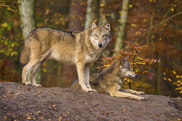 Zwei Wölfe auf einem Erdhügel im herbstlichen Wald, Wolf (Canis lupus)...