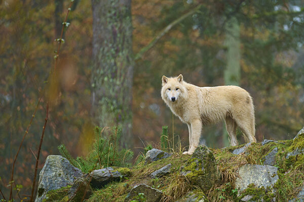 Wolf steht im Regen majestätisch auf Felsen im nebligen Wald...