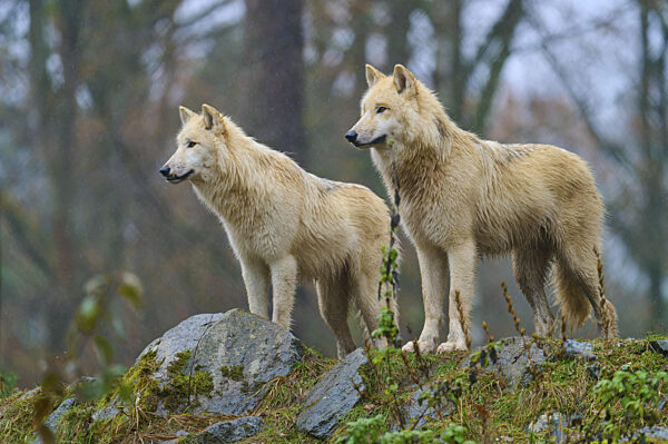 Zwei Wölfe stehen im Regen auf felsigem Boden in einer nebligen und...
