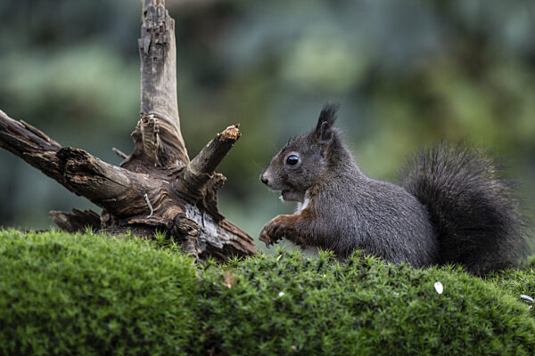 Eichhörnchen (Sciurus vulgaris), Emsland, Niedersachsen, Deutschland