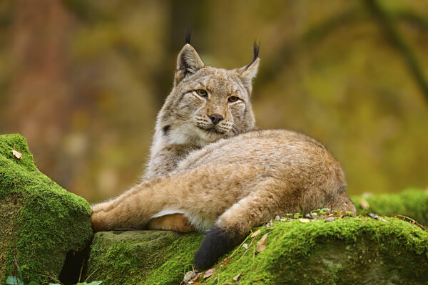 Ein entspannter Luchs liegt auf einem moosbedeckten Felsen im Wald...