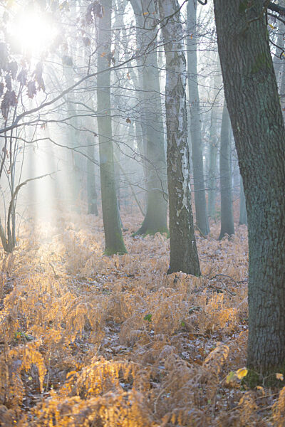 Sonnenlicht durchbricht den nebligen Wald und erhellt abgestorbene...