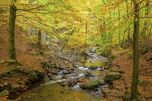 Der Fluss Ilse im Nationalpark Harz fließt durch einen herbstlichen Wald mit...