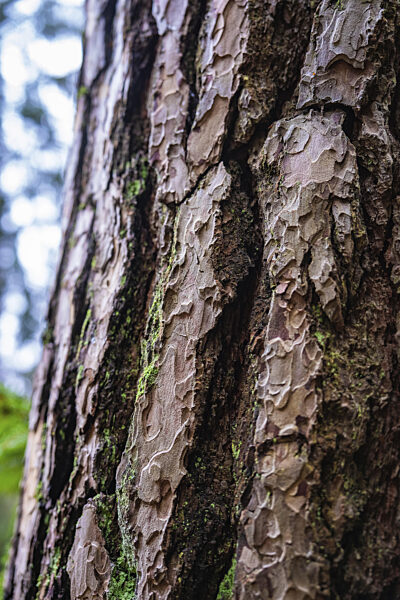 Strukturierte Baumrinde mit grünen Moosflecken, Unterhaugstett...