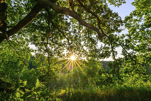 Sonnenlicht strahlt durch die Äste einer Eiche Stieleiche (Quercus robur) in...