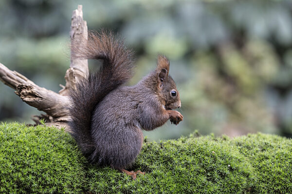 Eichhörnchen (Sciurus vulgaris), Emsland, Niedersachsen, Deutschland