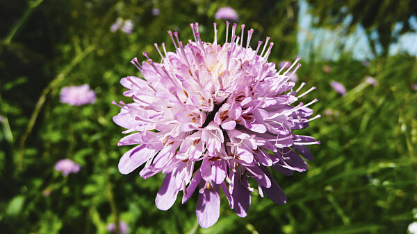 Nahaufnahme einer rosa Blume Östlicher Teufelsabbiss (Succisella inflexa)...