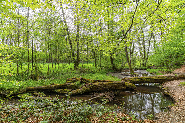 Umgestürzte Bäume im Wald am Fluss Pöltzsch, auch Eulenwasser, Poetenweg...