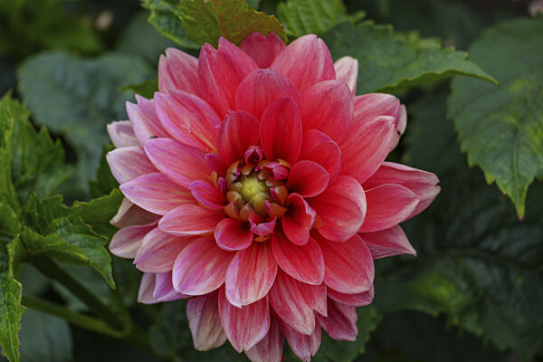 Große pinke Dahlie mit zarten Blütenblättern vor grünen Blättern, legden...