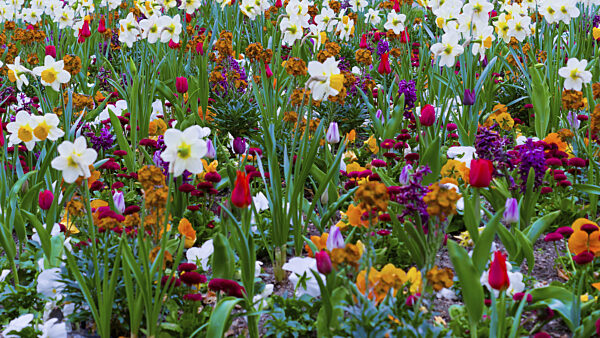 Dicht bepflanzte Frühlingsblumenwiese voller farbenfroher Blüten, u.a...