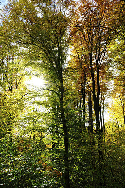 Herbst mit vielen bunten Farben im deutschen Wald, Blendenstern...