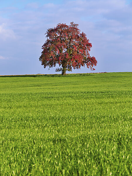 Rot verfärbter Birnenbaum (Pyrus), auf Wiese stehend, Beinwil, Freiamt...