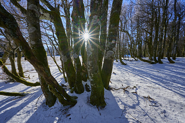 Sonnenstrahlen durchbrechen die Äste knorriger Bäume im verschneiten Wald...